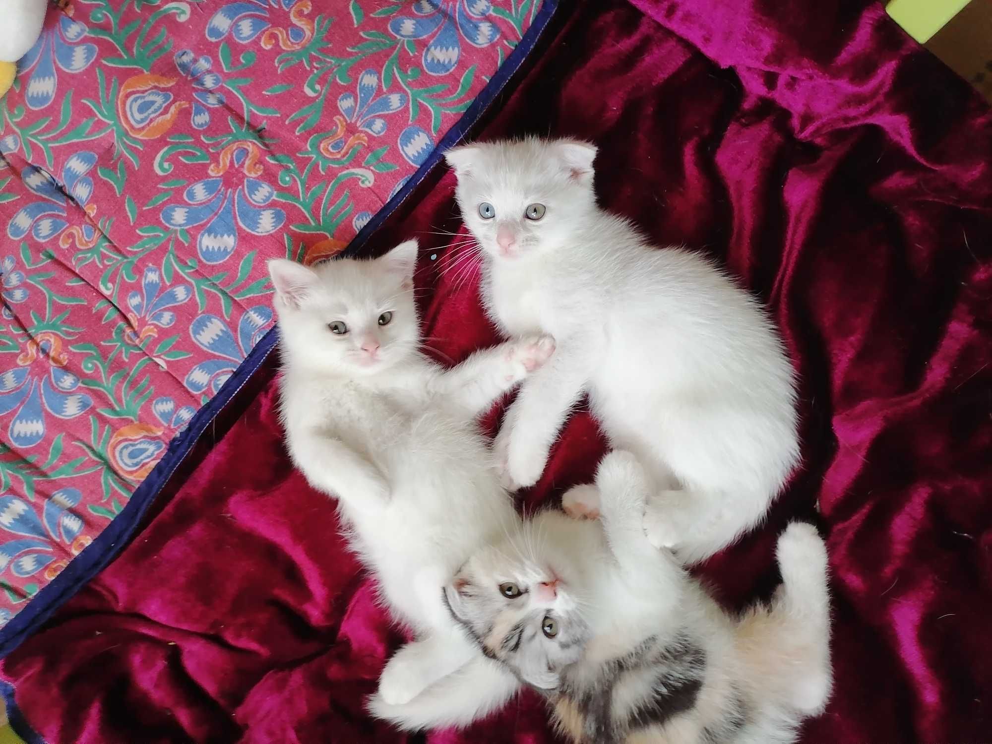 Котёнок шотландский породы