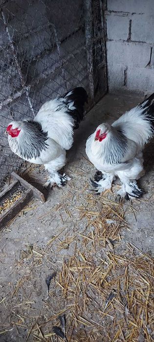 Brahma herminat deschis 2025