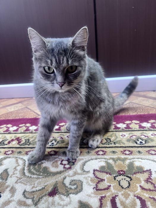 Отдам даром кошку