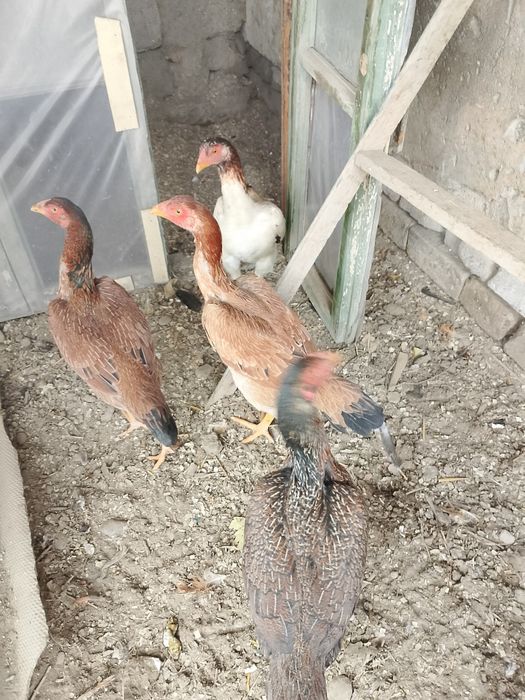 Tozza Dakan makiyonlar sotuvda