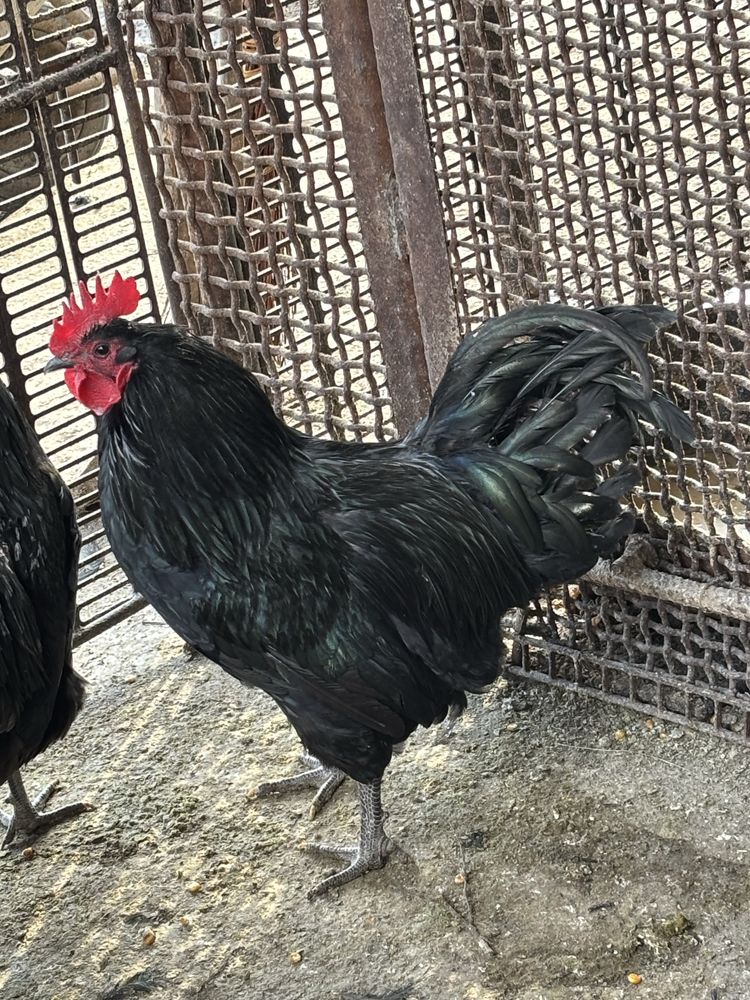Vând ouă australorp. [ de incubat ]
