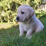 Labrador retriever cu pedigree