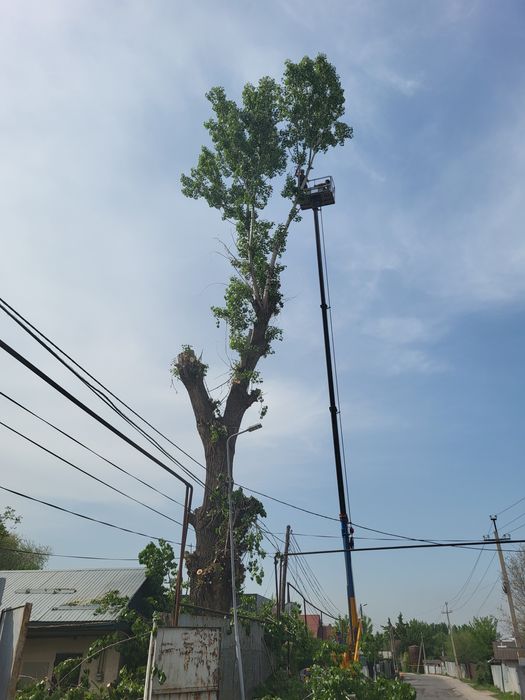 Спил распил деревьев обрезка плодовых деревьев