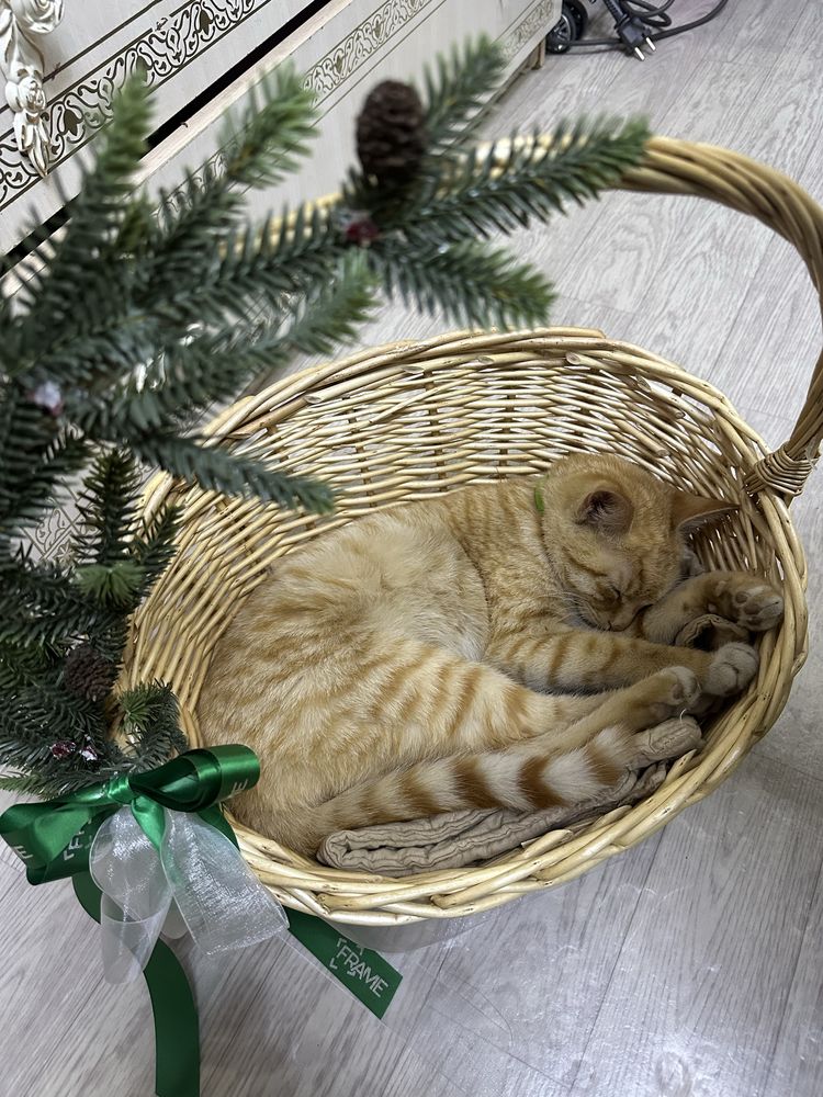 Кошка скоттиш страйт