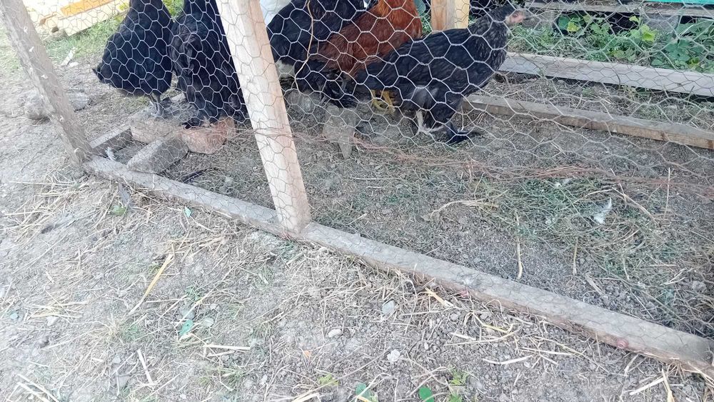 Pui găină cocoșei găini cocoși