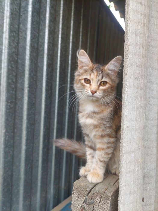 Котенок девочка 4мес.