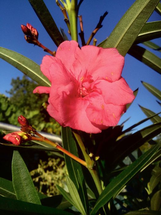 Leandru roz cu floare dubla 1,75 m inaltime
