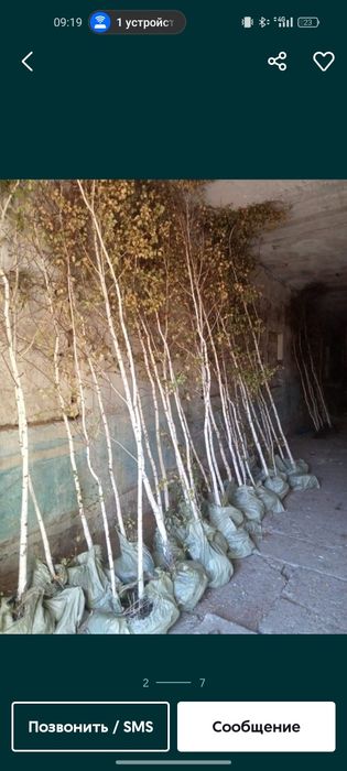 Саженцы любых видов озеленение