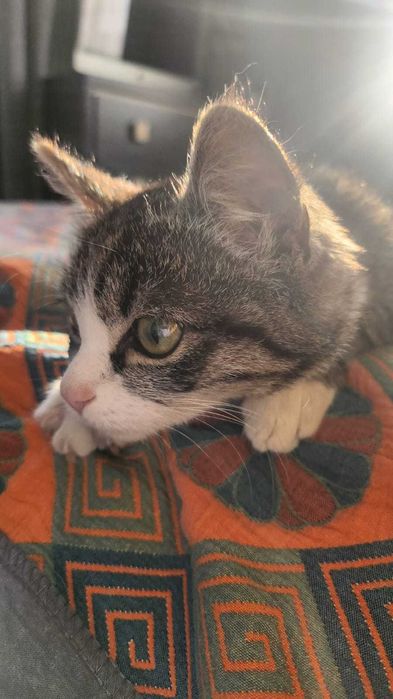 Котенок для души