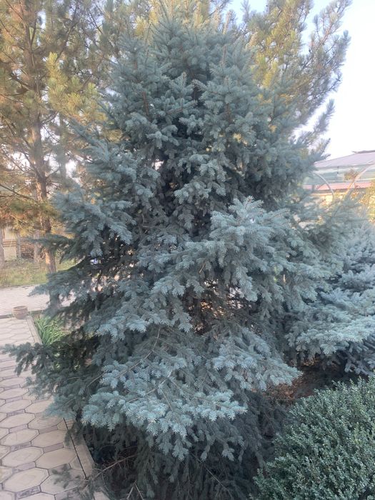 Ель голубой ель арча 5 метир келиштириб бераман тоза Украинадан кеган