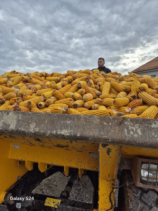 Vind cereale producție 2025