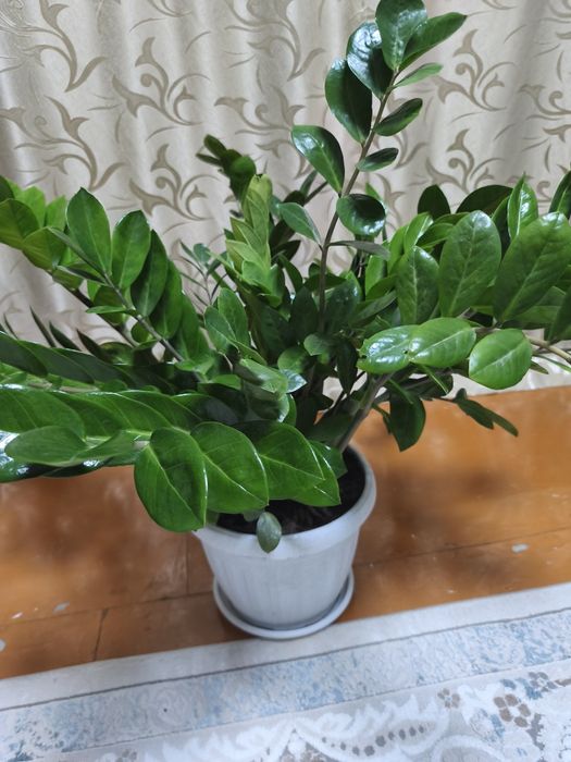 Продается Замеакулькас