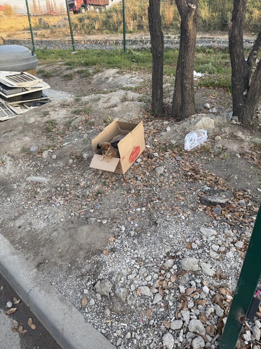 Щенки дворняжки, брошенные возле мусорки