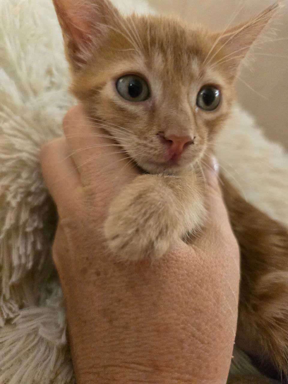 Сладко рижо котенце търси дом