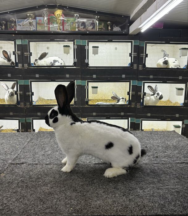 Mascul Uriaș Pestrit German