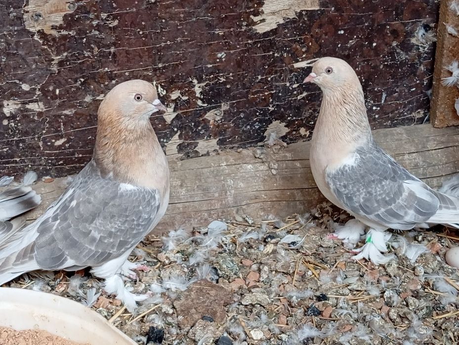 Голуби турецкая такла