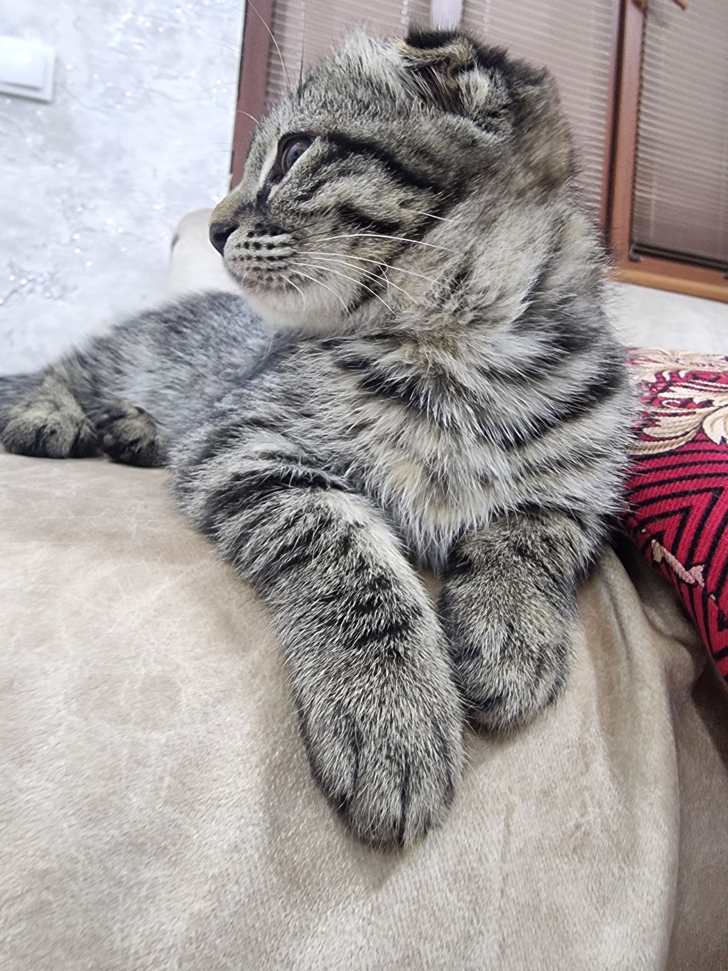 Шотландские котята СКОТИШ ФОЛД СТРАЙТЫ