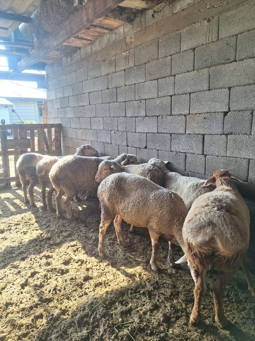 Саулық койлар сатылады.  Продам матки на откорме.