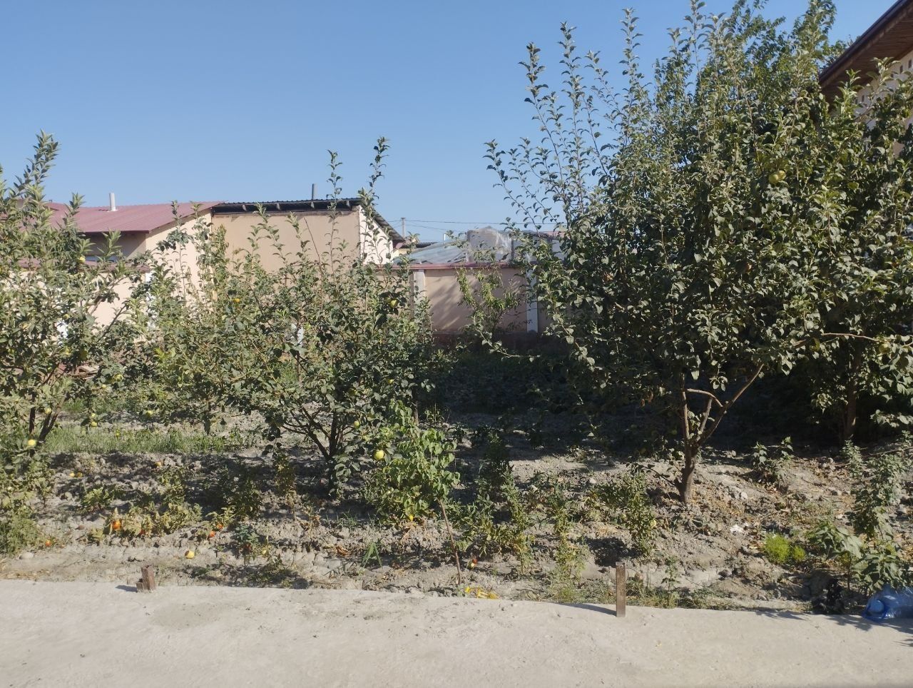 Katej 6 sotiq samarqand