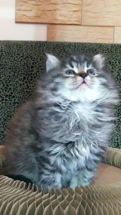 Сибирские малыши