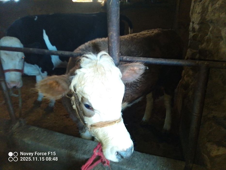 Gʻonajin qochirishga tayyor