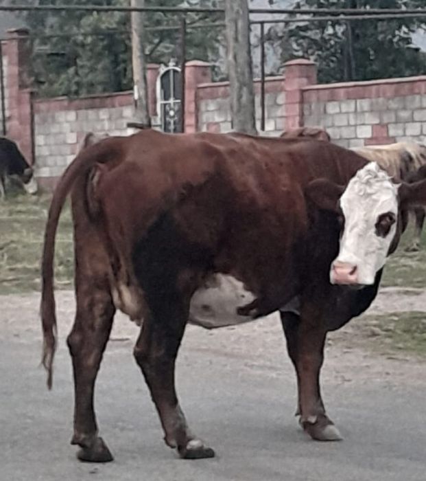 Буаз сиыр сатылады