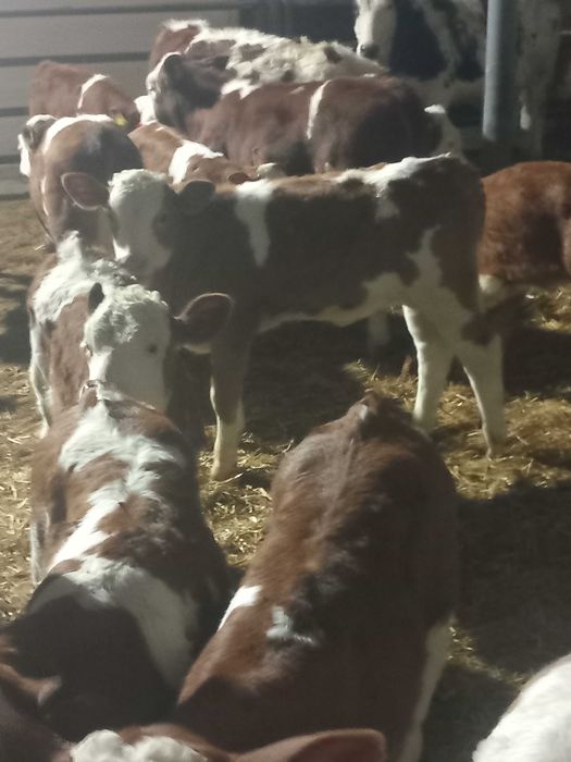 Vind 15 bucăți  viței  grași