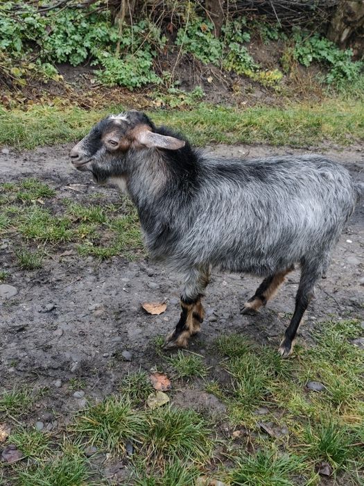 Țap metis anglonubian