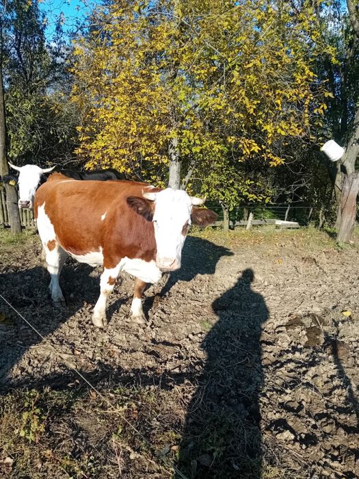 Vand vaca negociabil