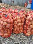 Ceapa de vazare 2,5 lei kg