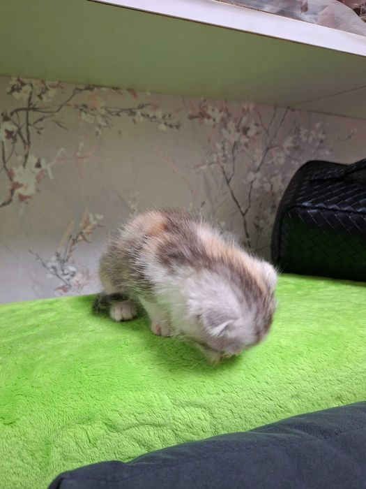 Котята очень красивые