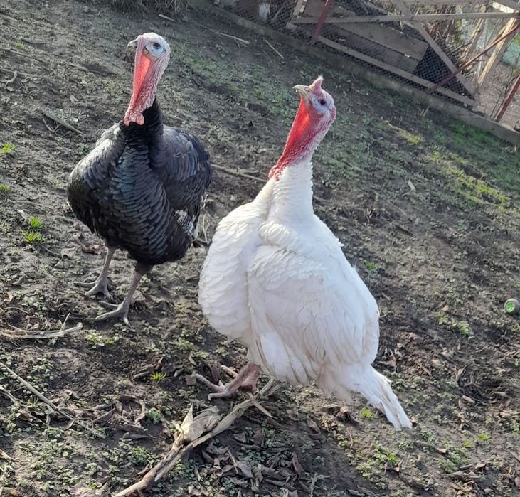 Vând 2 curcani alb și negru