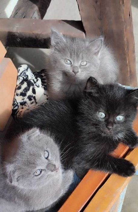 Продам котят в добрые руки