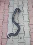 Furtun intercooler