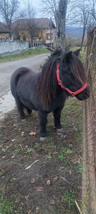 Poneiță de vanzare