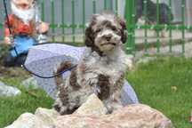 Poodle merle toy de vanzare