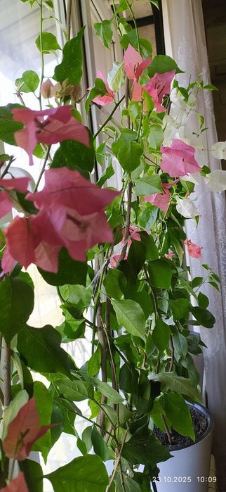 Комнатные цветы продается