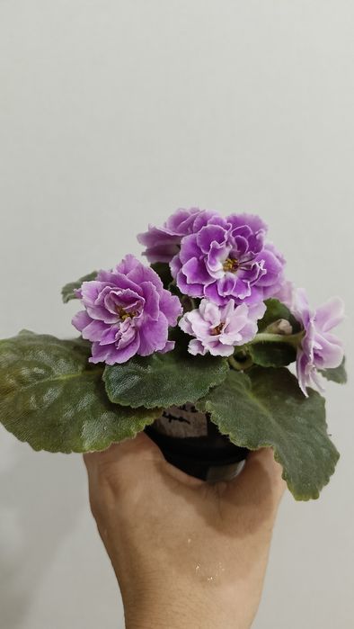 Фиалка сортовая ЕК Вера