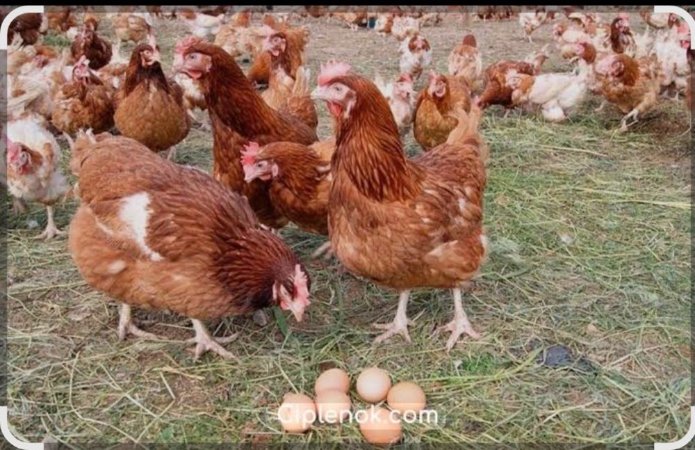 Продам курей несушек.Ломан браун