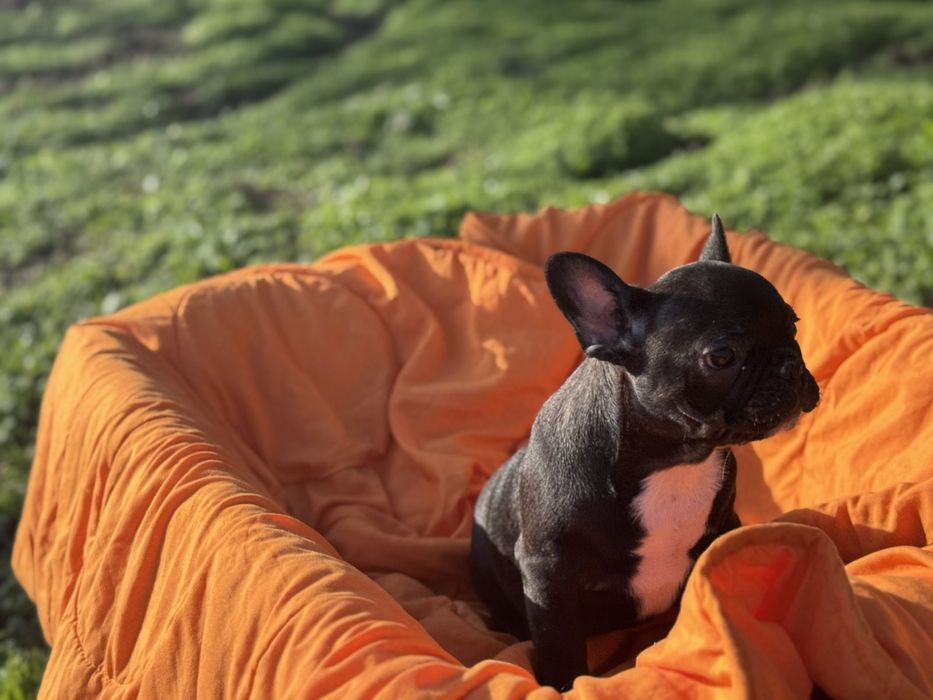 Два прекрасни френски булдога