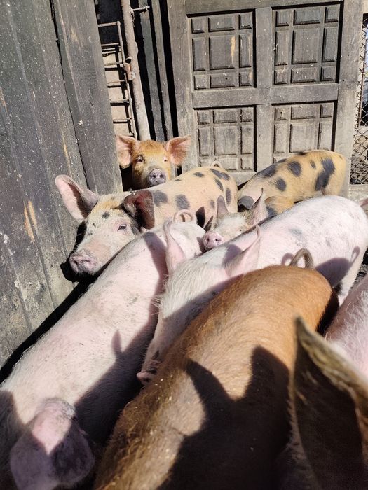 Малки прасета 15 20кг