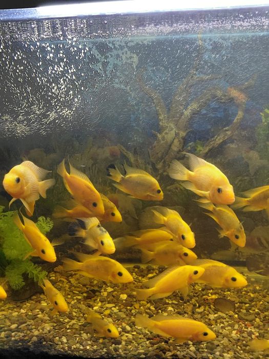 Цыхлида балықтар сатылады