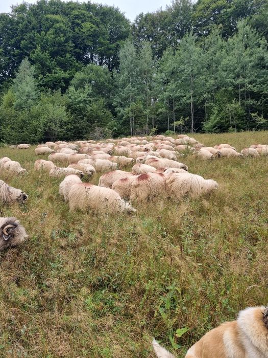 Vand 30 de oi din 40