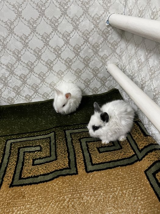 Декаративный кролик