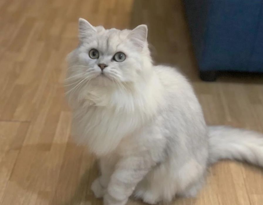 sotiladi snowfell paroda