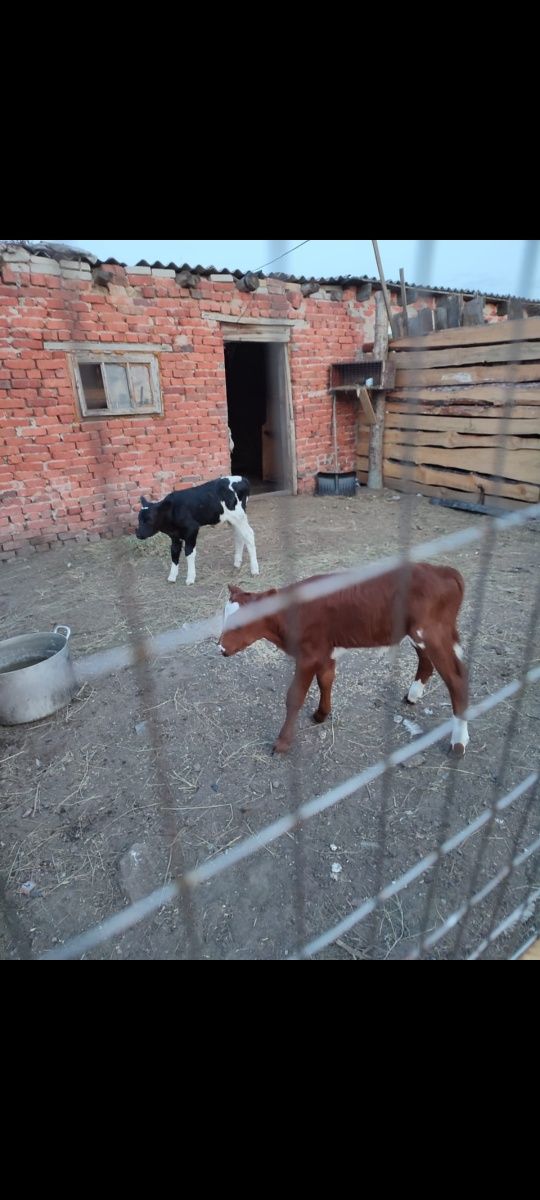 Продам 4 бычка 1 телочку ТЕЛЯТА