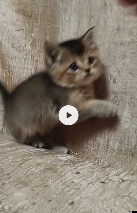 Продаются Британские золотые шиншиллы