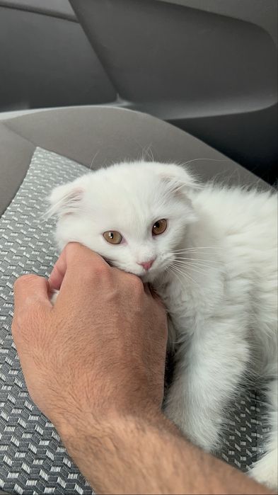 Qordek oppoq scotish fold