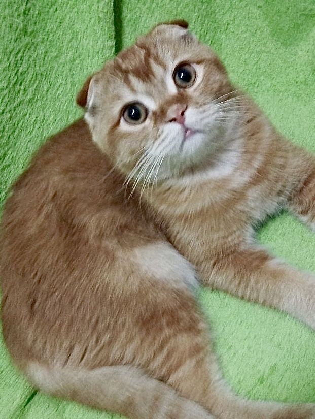 Ищет своего человека кот Рамзес!