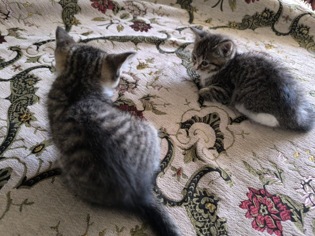 Подарю котят в добрые руки!